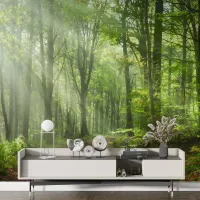Yeşil Orman Işığı – Sisli Doğa Derinliği Manzara Duvar Kağıdı